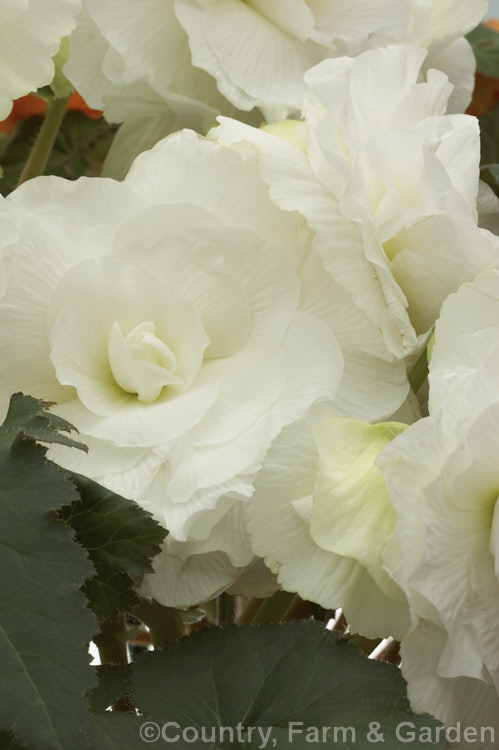 <i>Begonia x tuberhybrida</i> 'Bernat Klein', one of the many fancy-flowered tuberous begonias, a group of hybrids derived from several Andean species. Order: Cucurbitales, Family: Begoniaceae