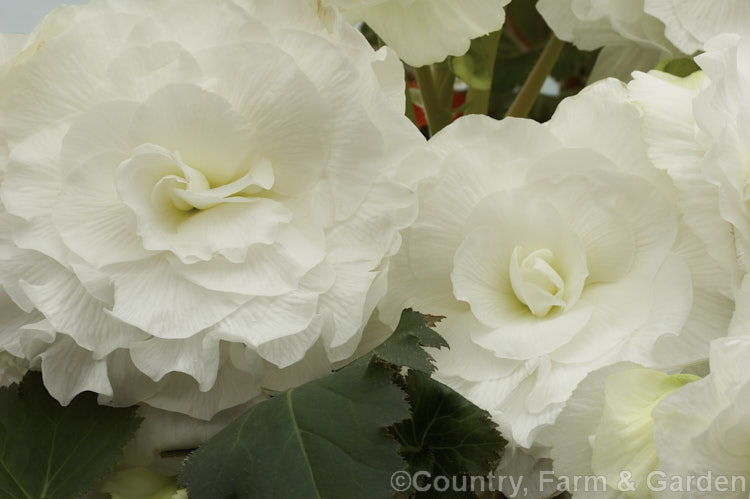 <i>Begonia x tuberhybrida</i> 'Bernat Klein', one of the many fancy-flowered tuberous begonias, a group of hybrids derived from several Andean species. Order: Cucurbitales, Family: Begoniaceae