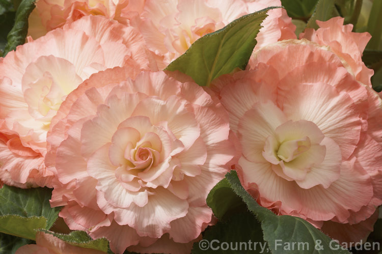 <i>Begonia x tuberhybrida</i> 'Kismet', one of the many fancy-flowered tuberous begonias, a group of hybrids derived from several Andean species. Order: Cucurbitales, Family: Begoniaceae