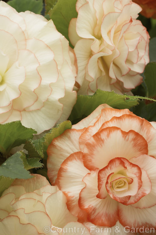 <i>Begonia x tuberhybrida</i> 'Jennifer', one of the many fancy-flowered tuberous begonias, a group of hybrids derived from several Andean species. Order: Cucurbitales, Family: Begoniaceae