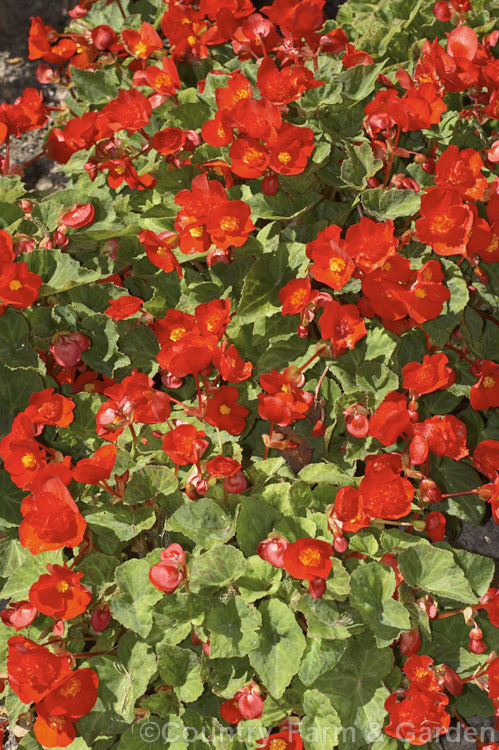 <i>Begonia x tuberhybrida</i>, multiflora group x red, known as Flamboyant Begonias, these small tuberous hybrids are often used for summer bedding displays. Order: Cucurbitales, Family: Begoniaceae