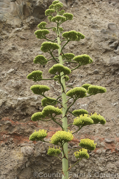 The flowerheads of <i>Agave americana</i>, a large monocarpic succulent native to eastern Mexico. The flower stem can grow to over 9m tall. The plant here was approaching full flower and its foliage rosette was already dying away. Order: Asparagales, Family: Asparagaceae