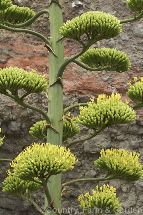 The flowerheads of the Century Plant (<i>Agave americana</i>), a large monocarpic succulent native to eastern Mexico. The flower stem can grow to over 9m tall. The plant here was approaching full flower and its foliage rosette was already dying away. Order: Asparagales, Family: Asparagaceae