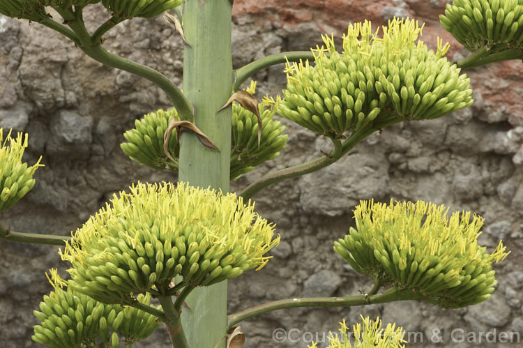 The flowerheads of <i>Agave americana</i>, a large monocarpic succulent native to eastern Mexico. The flower stem can grow to over 9m tall. The plant here was approaching full flower and its foliage rosette was already dying away. Order: Asparagales, Family: Asparagaceae