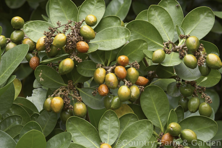 Karaka (<i>Corynocarpus laevigata</i>), an evergreen 10-40m tree native to coastal New Zealand. The heads of small pale green flowers are followed by large drupes that are orange-brown when ripe. corynocarpus-2428htm'>Corynocarpus. <a href='corynocarpaceae-plant-family-photoshtml'>Corynocarpaceae</a>.