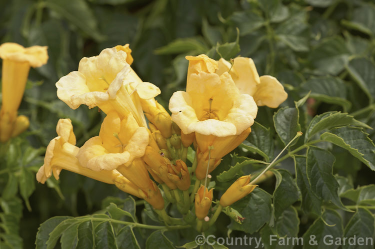 Yellow-flowered Trumpet Creeper (<i>Campsis radicans 'Flava' [syn 'Yellow Trumpet']), a yellow-flowered form of a normally orange-red-blooming deciduous climber from the south-eastern United States. It climbs using aerial roots. Order: Lamiales, Family: Bignoniaceae