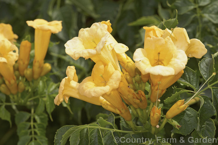 Yellow-flowered Trumpet Creeper (<i>Campsis radicans 'Flava' [syn 'Yellow Trumpet']), a yellow-flowered form of a normally orange-red-blooming deciduous climber from the south-eastern United States. It climbs using aerial roots. Order: Lamiales, Family: Bignoniaceae