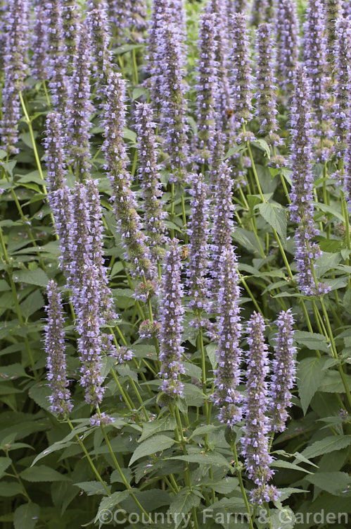 <i>Agastache</i> 'Blue Fortune', a mauve-blue-flowered garden hyssop hybrid It is most likely derived from <i>Agastache foeniculum</i> (syn. <i>Agastache anethiodora</i>), an anise-scented perennial herb mainly grown as an ornamental but is occasionally used in herbal teas and salads, but there may also be some influence from Korean Mint (<i>Agastache rugosa</i>). Order: Lamiales, Family: Lamiaceae