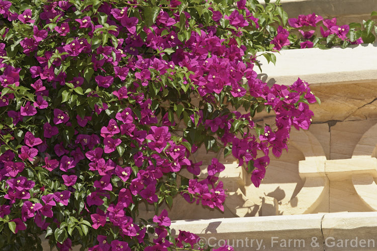 Bougainvillea glabra 'Magnifica' (syn 'Magnifica. Trailii'), this cultivar is one of the toughest and easiest bougainvilleas to cultivate. It is a spiny-stemmed shrub or scrambling climber. bougainvillea-2413htm'>Bougainvillea. <a href='nyctaginaceae-plant-family-photoshtml'>Nyctaginaceae</a>.