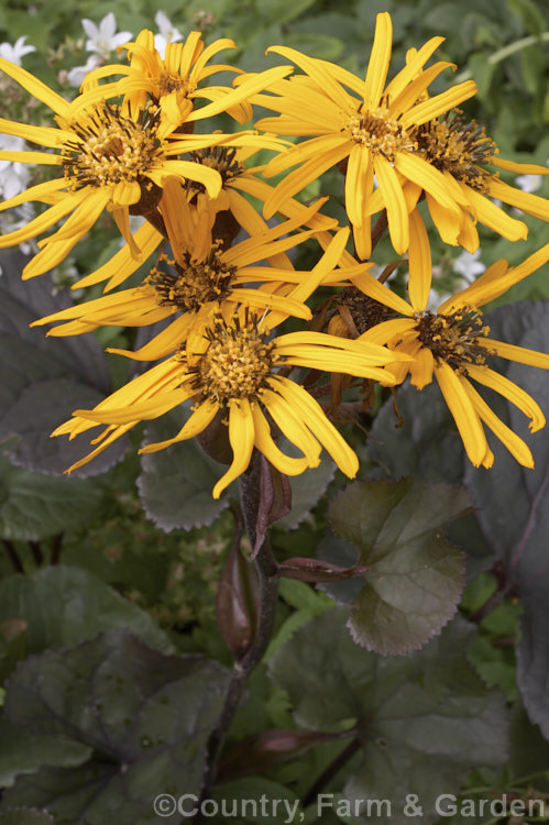 Ligularia dentata 'Desdemona', a purple-leaved cultivar of a vigorous summer-flowering perennial native to China and Japan. The flowerheads, large golden-yellow daisies, are borne on stems up to 1m high. ligularia-3092htm'>Ligularia.