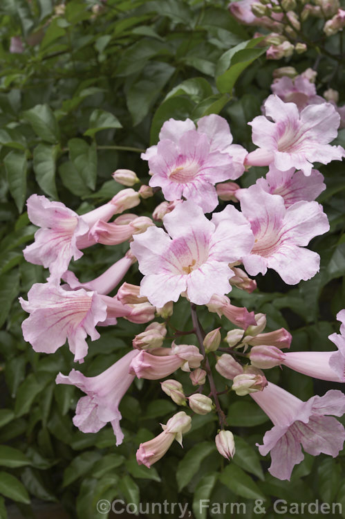 Port St. John Creeper or Pink Trumpet Vine (<i>Podranea ricasoliana</i>), a late summer- to autumn-flowering evergreen climber native to South Africa. It can be a very rampant grower in mild climates and as shown here is well able to compete with other vigorous plants such as the ivy over which this specimen is growing. Order: Lamiales, Family: Bignoniaceae