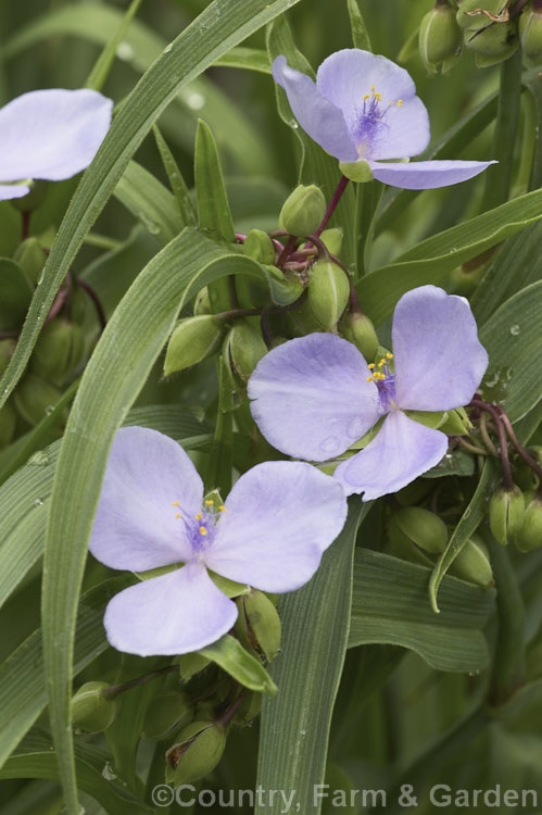 Tradescantia virginiana 'Iris Pritchard', a 30-60cm tall, pale blue-flowered cultivar which although classified under. T virginiana is actually derived from a group of closely related. North American species. tradescantia-3363htm'>Tradescantia. <a href='commelinaceae-plant-family-photoshtml'>Commelinaceae</a>.