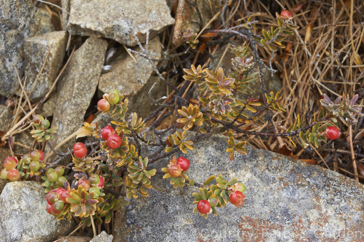 Mountain Heath (<i>Acrothamnus colensoi</i> [syns. <i>Leucopogon colensoi</i>, <i>Leucopogon suaveolens</i>, <i>Cyathodes colensoi</i>]), a New Zealand alpine, evergreen, summer-blooming, often near-prostrate shrub with small white flowers followed by red or sometimes white or pink berries. Order: Ericales, Family: Ericaceae