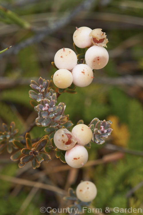 Mountain Heath (<i>Acrothamnus colensoi</i> [syns. <i>Leucopogon colensoi</i>, <i>Leucopogon suaveolens</i>, <i>Cyathodes colensoi</i>]), a New Zealand alpine, evergreen, summer-blooming, often near-prostrate shrub with small white flowers followed by red or sometimes white or pink berries. Order: Ericales, Family: Ericaceae