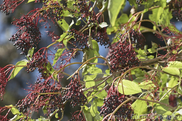 The fruit of the Elderberry (<i>Sambucus nigra</i>), a Eurasian deciduous shrub that often naturalises and can become a weed. Its flowers and fruit can be used for wine-making and liqueurs. Order: Dipsacales, Family: Adoxaceae