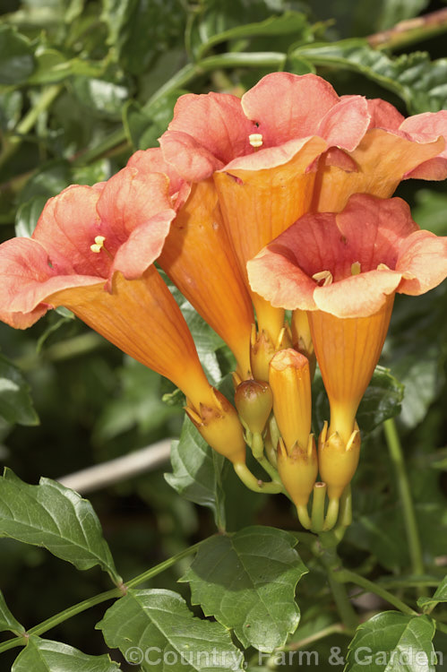 Chinese Trumpet Vine (<i>Campsis grandiflora</i>), a vigorous deciduous summer-flowering climber native to China and Japan. In light soil it often suckers profusely. Order: Lamiales, Family: Bignoniaceae