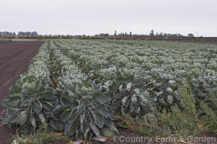 Brussels Sprouts (<i>Brassica oleracea - Gemmifera. Group</i>), a cabbage family vegetable grown for the edible buds that form in the leaf axils of its tall main stem. This form originated in Belgium around 1750, hence the common name