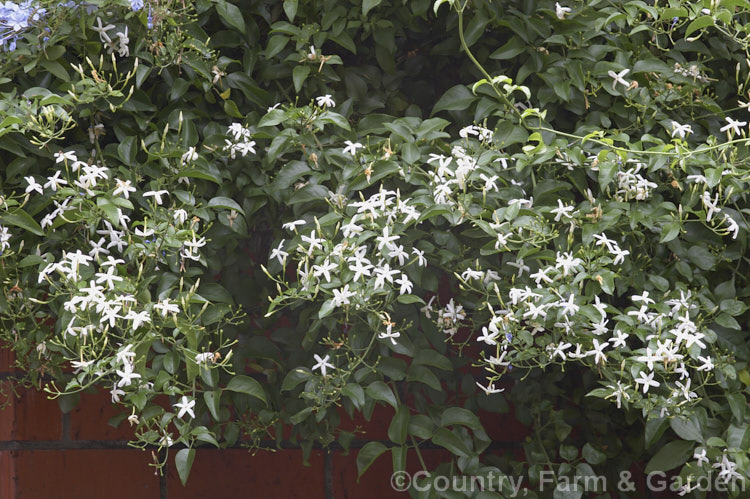 Azores. Jasmine (<i>Jasminum azoricum</i>), a sweetly scented shrub or scrambling climber native to the Azores. It is rather frost tender but does well in any mild temperate to subtropical climate. jasminum-2201htm'>Jasminum. <a href='oleaceae-plant-family-photoshtml'>Oleaceae</a>.