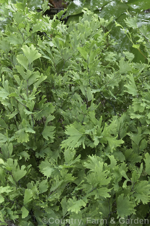 <i>Adiantum capillus-veneris</i> 'Fimbriatum', a cultivar of the Common, Southern or Venus. Maidenhair Fern, a terrestrial fern found in various forms from southern Europe to Japan, Australia and Africa. Its fronds are irregularly sized and have incised pinnules with serrated edges. Order: Polypodiales, Family: Pteridaceae