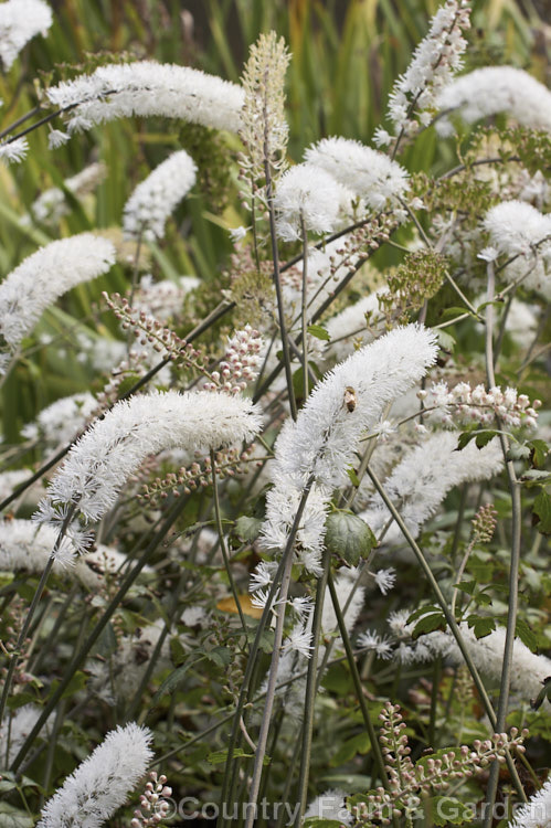 Kamchatka Bugbane (<i>Actaea simplex</i> [syn. <i>Cimicifuga simplex</i>]), a species of Bugbane found in Mongolia, eastern Russia and Japan. It is an autumn-flowering herbaceous perennial that grows 60cm x 12m tall. Order: Ranunculales, Family: Ranunculaceae