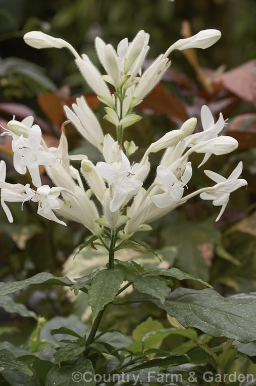 White Candles (<i>Whitfieldia elongata [syns. Whitfieldia longiflora, Ruellia longifolia]), a long-flowering tropical African shrub that is sometimes cultivated in the temperate zones as a house or greenhouse plant. The flowerheads are up to 20 cm long. whitfieldia-2934htm'>Whitfieldia.