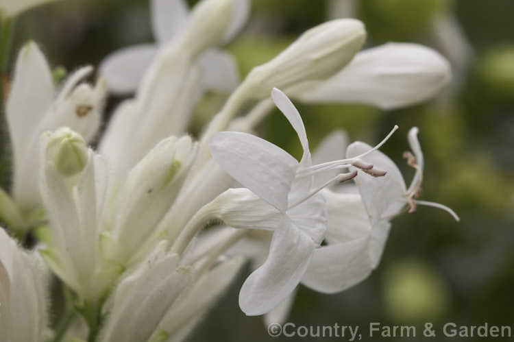 White Candles (<i>Whitfieldia elongata [syns. Whitfieldia longiflora, Ruellia longifolia]), a long-flowering tropical African shrub that is sometimes cultivated in the temperate zones as a house or greenhouse plant. The flowerheads are up to 20 cm long. whitfieldia-2934htm'>Whitfieldia.