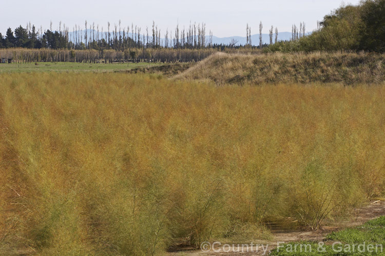 The mature tops of asparagus (<i>Asparagus officinalis</i>) in autumn as they turn to gold before dying off for winter. Asparagus is a rhizomatous perennial found in Eurasia and North Africa. It is cultivated for its succulent spring stems, which are harvested just as they emerge from the soil. asparagus-2372htm'>Asparagus.