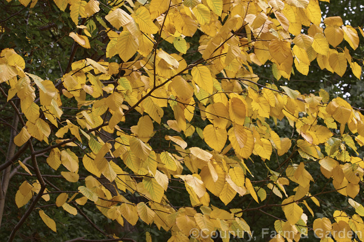 Autumn foliage of the Monarch. Birch (<i>Betula maximowicziana</i>), a 30m tall, open-crowned deciduous tree native to Japan. Its peeling bark is often a warm orange-brown tone when young and can be lustrous. The leaves can be over 12cm long. betula-2077htm'>Betula. <a href='betulaceae-plant-family-photoshtml'>Betulaceae</a>.