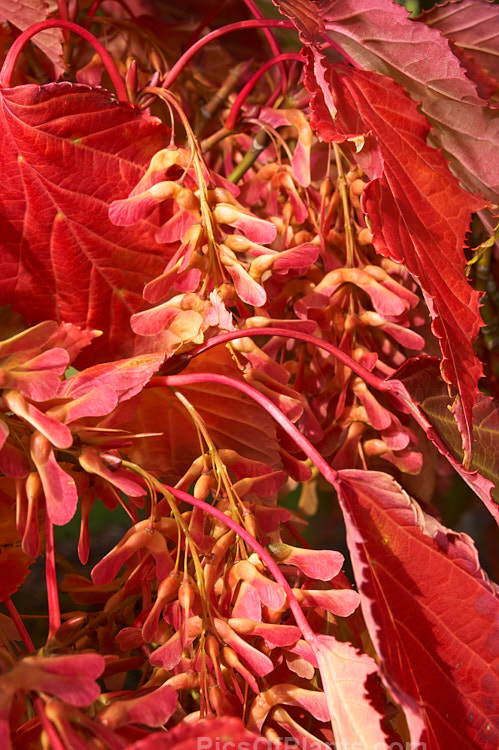 The bright autumn foliage and samara of the Snakebark Maple (<i>Acer davidii</i>), a 15m tall Chinese deciduous tree notable for its grey-green bark, which is heavily overlaid with white and pale grey striping. Order: Sapindales, Family: Sapindaceae