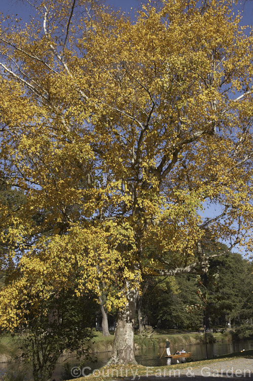 Paper. Birch, White Birch or Canoe. Birch (<i>Betula papyrifera</i>) in autumn. This very hardy 30m tall deciduous tree is native to northern North America and southern Greenland and is similar to the Eurasian. Betula pendula. betula-2077htm'>Betula. <a href='betulaceae-plant-family-photoshtml'>Betulaceae</a>.