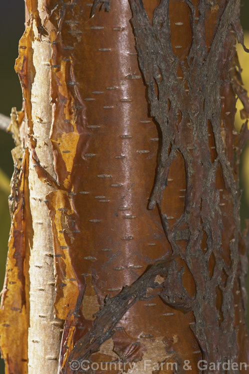 Monarch. Birch (<i>Betula maximowicziana</i>), a 30m tall, open-crowned deciduous tree native to Japan. Its peeling bark is often a warm orange-brown tone when young and can be lustrous. The leaves can be over 12cm long. betula-2077htm'>Betula. <a href='betulaceae-plant-family-photoshtml'>Betulaceae</a>.