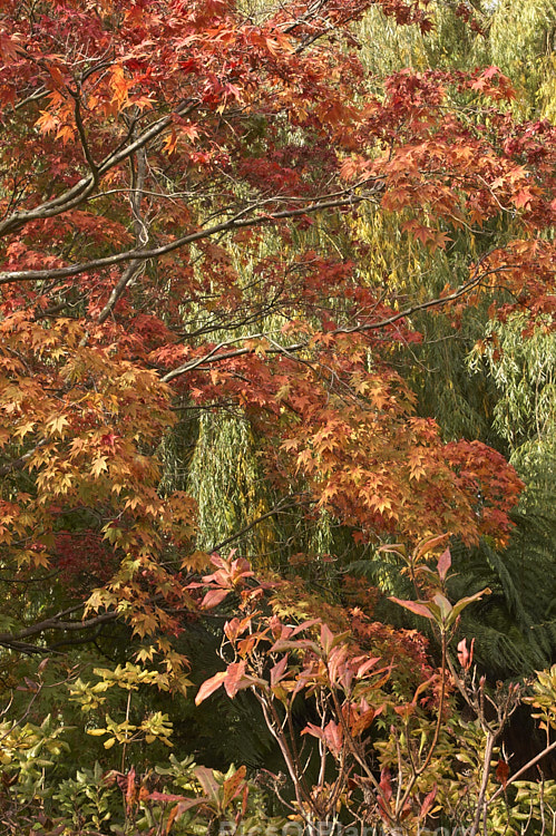 Autumn foliage of a Japanese Maple (<i>Acer palmatum</i>), a widely cultivated 8m tall deciduous tree from Japan and Korea. There are many cultivated forms. In the background is a Weeping Willow (<i>Salix babylonica</i>) and in the foreground is a deciduous azalea. Order: Sapindales, Family: Sapindaceae