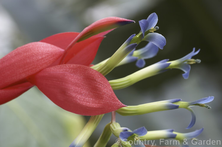 Billbergia amoena, a bromeliad native to Brazil that forms a tall vase of leaves, often white-mottled and flushed red. The arching flower stems can be up to 1m long and the flowers are made more colourful by the pinkish red bracts that enclose them. billbergia-2602htm'>Billbergia.