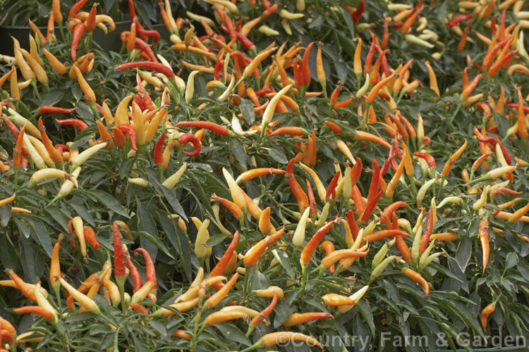 Ornamental peppers (<i>Capsicum annuum cultivars</i>), an annual of short-lived perennial native to the Americas. Its fruits are edible and include the chilies and sweet peppers but these small forms are mainly cultivated for show as house plants to provide winter colour. Order: Solanales, Family: Solanaceae