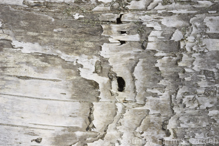 Bark of a Silver Birch (<i>Betula pendula</i>), an extremely hardy Eurasian tree widely cultivated for its silver-grey bark. Its foliage often colours well in autumn. betula-2077htm'>Betula. <a href='betulaceae-plant-family-photoshtml'>Betulaceae</a>.