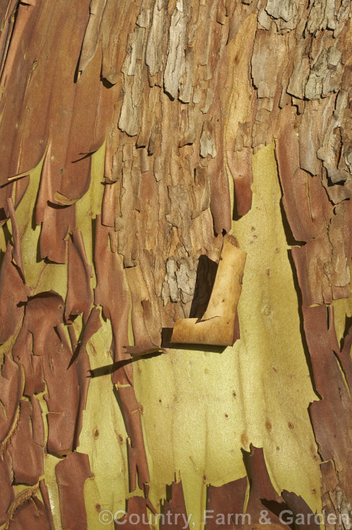 The warm brown, peeling bark of the Canary Island Strawberry Tree (<i>Arbutus canariensis</i>), a shrub or small tree native to the Canaries. It flowers in autumn and spring and has warty, bright orange fruit. Order: Ericales, Family: Ericaceae