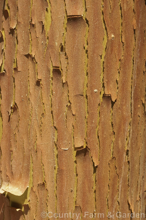 The warm brown, peeling bark of the Canary Island Strawberry Tree (<i>Arbutus canariensis</i>), a shrub or small tree native to the Canaries. It flowers in autumn and spring and has warty, bright orange fruit. Order: Ericales, Family: Ericaceae