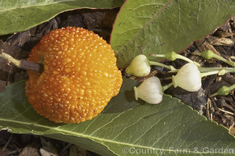 The fruit flowers and foliage of the Canary Island Strawberry Tree (<i>Arbutus canariensis</i>), a shrub or small tree native to the Canaries. It flowers in autumn and spring and has warty, bright orange fruit and warm cinnamon-coloured flaking or peeling bark. Order: Ericales, Family: Ericaceae