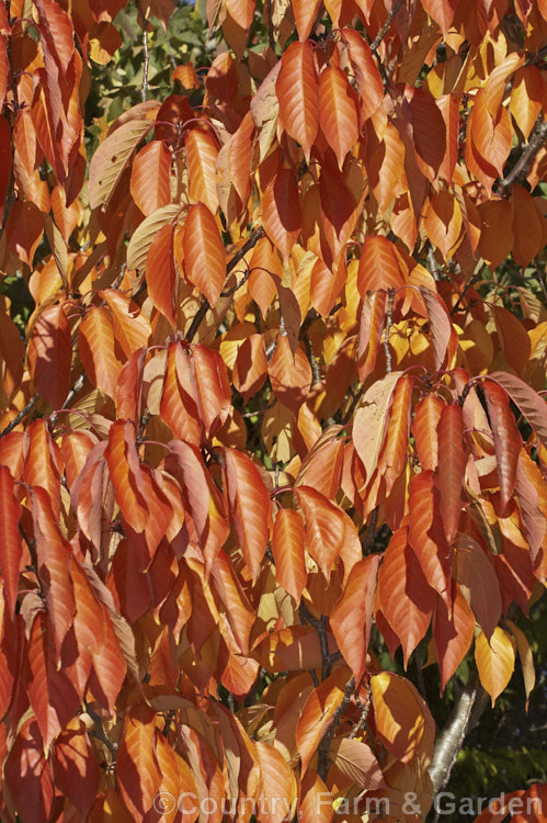 The autumn foliage of Yoshino. Cherry (<i>Prunus x yedoensis</i>), a hybrid of Prunus subhirtella x Prunus speciosa parentage, the flowers of which usually appear white when seen individually but which are a glowing pale pink in abundance. Order: Rosales, Family: Rosaceae