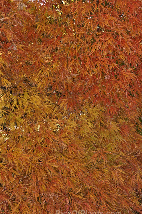 The bright burnished orange foliage of <i>Acer palmatum</i> 'Dissectum'. The Dissectum group of cultivars have very finely divided leaves. Order: Sapindales, Family: Sapindaceae