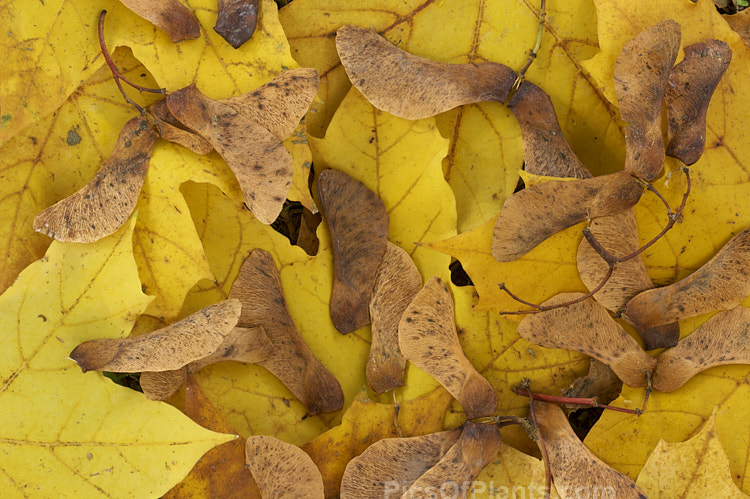 Fallen autumn leaves and sycamores (samara</i>) of the Norway Maple (<i>Acer platanoides</i>), a deciduous 30m tree found in northern Europe and the Caucasus and naturalised in North America. Order: Sapindales, Family: Sapindaceae