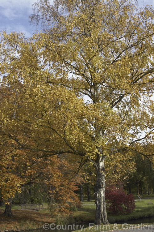 Silver Birch (<i>Betula pendula</i>) in autumn. This extremely hardy Eurasian tree is widely cultivated for its silver-grey bark. Its foliage often colours well in autumn. betula-2077htm'>Betula. <a href='betulaceae-plant-family-photoshtml'>Betulaceae</a>.