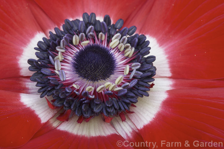 Centre of a Bedding Anemone (<i>Anemone coronaria cultivar or hybrid</i>), a rhizomatous southern European perennial that has been extensively developed to produce large, fancy flowers. Many strains are grown. Order: Ranunculales, Family: Ranunculaceae