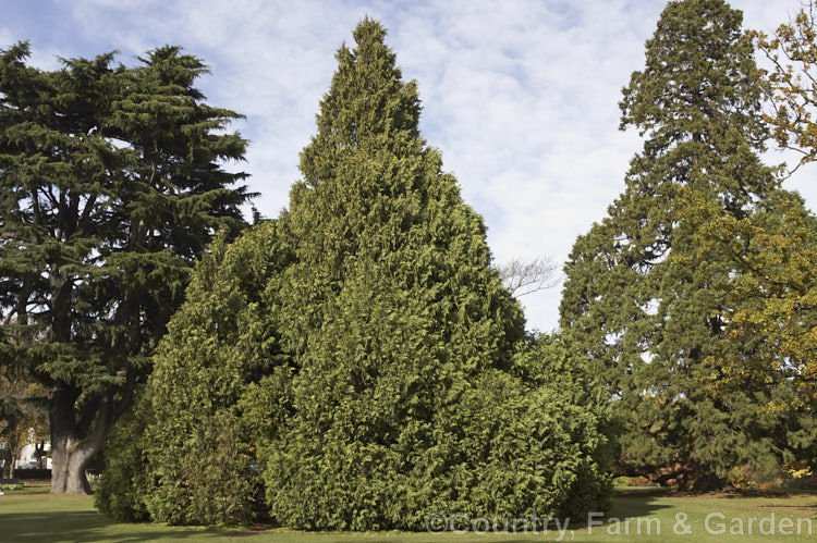 Nootka Cypress or Yellow Cypress (<i>Xanthocyparis nootkatensis [syns. Cupressus nootkatensis, Chamaecyparis nootkatensis</i>), a broad-based pyramidal tree to 40m tall. Native to northwestern North America, it thrives in areas with cool, fairly moist summers. It is seen here with an Atlantic. Cedar (<i>Cedrus libani subsp. atlantica [syn. Cedrus atlantica]) to the left and a Giant Redwood (<i>Sequoiadendron giganteum</i>) to the right. Order: Pinales, Family: Cupressaceae