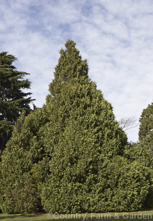 Nootka Cypress or Yellow Cypress (<i>Xanthocyparis nootkatensis [syns. Cupressus nootkatensis. Chamaecyparis nootkatensis</i>), a broad-based pyramidal tree to 40m tall. Native to northwestern North America, it thrives in areas with cool, fairly moist summers. It is seen here with an Atlantic. Cedar (<i>Cedrus libani subsp. atlantica [syn. Cedrus atlantica]) to the left and a Giant Redwood (<i>Sequoiadendron giganteum</i>) to the right. Order: Pinales, Family: Cupressaceae