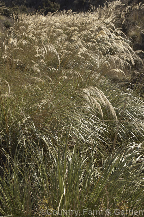 Toe. Toe (<i>Austroderia richardii [syn. Cortaderia richardii]), a 2-3m tall grass native to New Zealand It is superficially similar to the South American pampas grass (<i>Cortaderia selloana</i>) but has narrower leaves and less densely packed flower plumes. austroderia-3545htm'>Austroderia. .