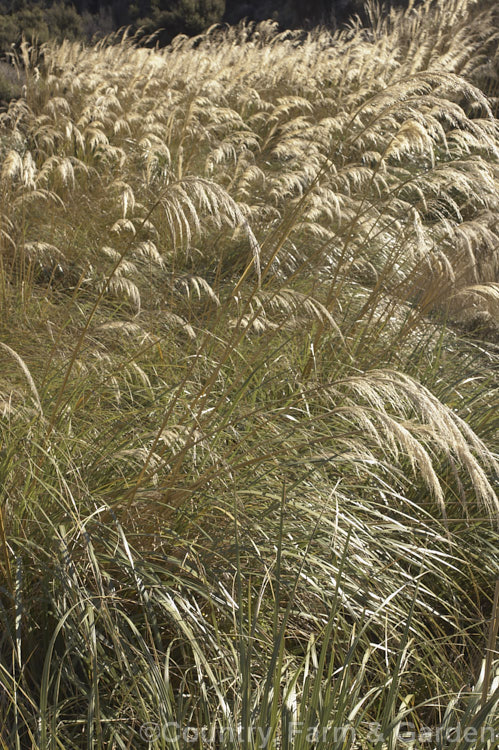 Toe. Toe ((<i>Austroderia richardii [syn. Cortaderia richardii]), a 2-3m tall grass native to New Zealand It is superficially similar to the South American pampas grass (<i>Cortaderia selloana</i>) but has narrower leaves and less densely packed flower plumes. austroderia-3545htm'>Austroderia. .