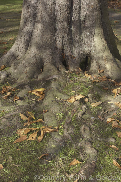 The trunk, spreading surface roots and fallen leaves of a Horse Chestnut (<i>Aesculus hippocastanum</i>), a 15-25m tall tree from Greece, Albania and Bulgaria. Its showy spring flowerheads develop into spiky fruiting bodies, each containing two hard nuts. Order Sapindales, Family: Sapindaceae