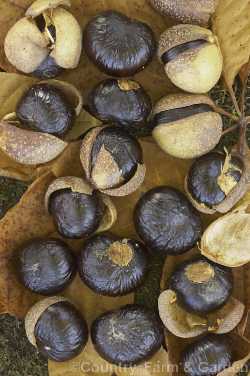 Fallen fruits of the Indian Horse Chestnut (<i>Aesculus indica</i>), a northeastern Himalayan deciduous tree up to 30m tall Order Sapindales, Family: Sapindaceae