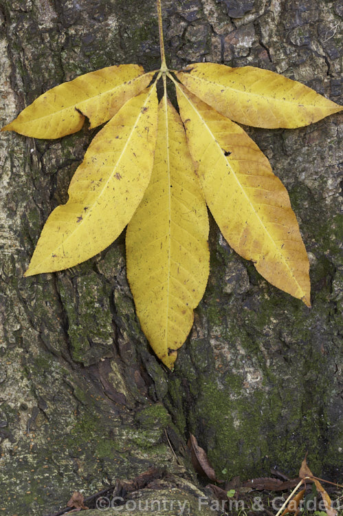 Fallen autumn leaf and bark of the Indian Horse Chestnut (<i>Aesculus indica</i>), a northeastern Himalayan deciduous tree up to 30m tall Order Sapindales, Family: Sapindaceae